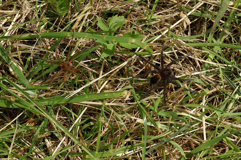 Dolomedes_plantarius_D5152_Z_90_Canal du Nivernais_Frankrijk.jpg